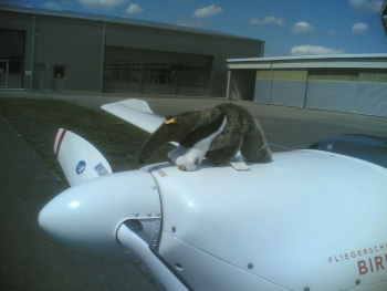 Andy on a plane